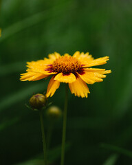 Dandelion Macro 2