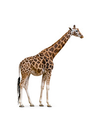 side view of giraffe isolated on white background.