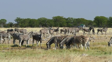 Wall Mural - A herd of zebra grazing in the wild with tourist vehicle crossing in the background, Etosha National Park, northern Namibia, Africa. 