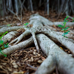 Wall Mural - roots of tropical trees in the rain forest	