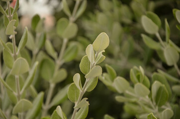 Leaves on a boxwood shrub