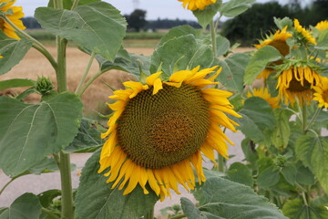 Wall Mural - Yellow sunflower in a field on a green background