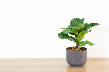 fiddle fig or ficus lyrata in plastic pots n wood table white home. fiddle-leaf fig tree the popular