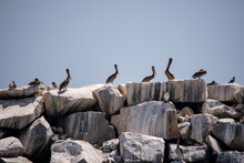 Pelicans On A Rock