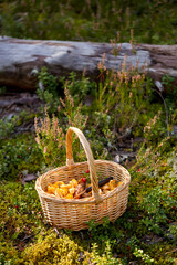 Wall Mural - picking season and leisure concept - close up of mushrooms and berries in basket in forest