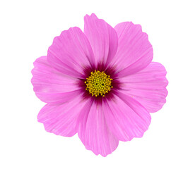 Wall Mural - Isolated cosmos flower on white background close up