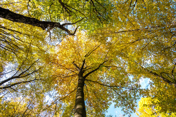 Wall Mural - perspective from down to up view of autumn forest with bright orange and yellow leaves. dense woods 