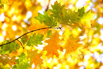 Close up of bright yellow and red maple leaves on fall tree branches with vibrant blurred background in autumn park.