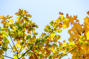 Wall Mural - perspective up view of autumn forest with bright orange and yellow leaves. dense woods with thick ca
