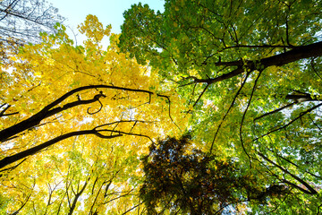 Wall Mural - perspective up view of autumn forest with bright orange and yellow leaves. dense woods with thick ca