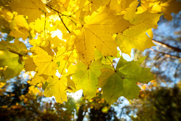 Wall Mural - perspective up view of autumn forest with bright orange and yellow leaves. dense woods with thick ca
