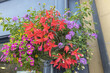 Mixed red, purple, orange and pink flowers eye-catching outdoors hanging flower basket. 