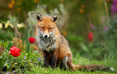 Wall Mural - Close up of a red fox against colorful background in spring