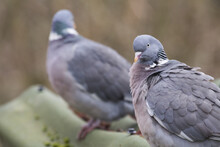 Gray Wood Pigeons Or Turtledoves