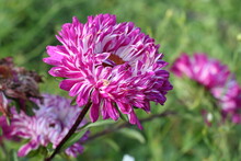 Close Up Of Purple Aster Flower