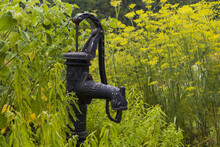 Old Medieval Black Metal Water Pump Tap In The Garden, Surrounded By Green Cape Gooseberry And Other Plants