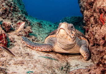 Wall Mural - Turtle at Kas, Turkey