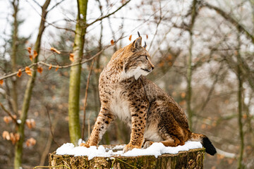 Wall Mural - Eurasian lynx in forest habitat