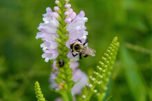 Close Up Of Bumblebee Collecting Nectar From Obedient Plant Blossoms