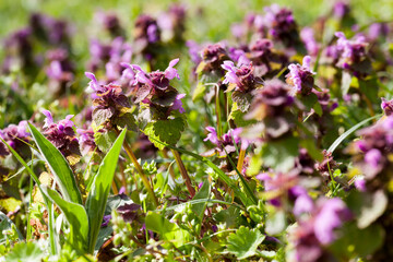 nettle blooming in the spring season