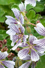 Geranium Renardii A Spring Summer Flowering Plant With A Pale White And Mauve Purple Summertime Flower Commonly Known As Renard Geranium Or Caucasian Cranesbill, Stock Photo Image