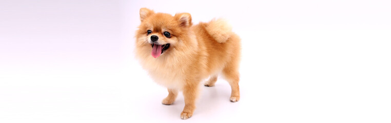 Wall Mural - Pomeranian dog on a white background.