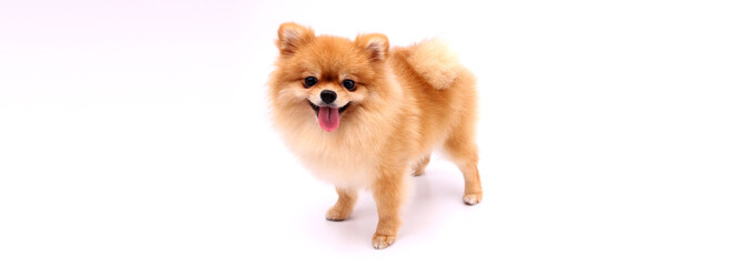 Wall Mural - Pomeranian dog on a white background.