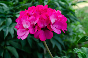 Canvas Print - Geranium flower clpseup, beautiful plant