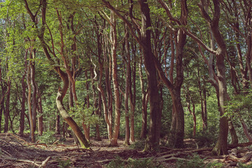 Wall Mural - Winding tree trunks in a dense forest during the summer.