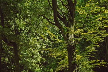 Wall Mural - Dense lush green foliage in a sunny summer forest.