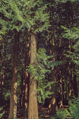 Wall Mural - Large tree trunks in a summer sunny pine forest.