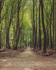 Wall Mural - Hiking trail between winding tree trunks in a deciduous forest during the summer.