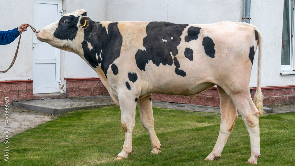 Beautiful breeding bull in the farm corral. The bull-producer in the ...