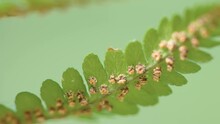 Closer Look Of The Tiny Fern Spores On The Fern Leaves In Estonia