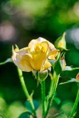 Wall Mural - Beautiful yellow rose in the garden.