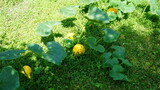 Fototapeta Kuchnia - Dynia (Cucurbita L.) – rodzaj roślin jednorocznych z rodziny dyniowatych obejmujący około 20 gatunków. W stanie dzikim występują w strefach klimatu ciepłego Ameryki. 