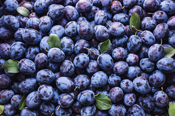 Many ripe plums with leaves at local market