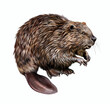 The North American beaver (Castor canadensis)