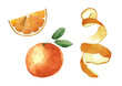 Watercolor citrus orange set with fruit, leaves, slice and spiral peel illustration. Hand drawn isolated on white background.