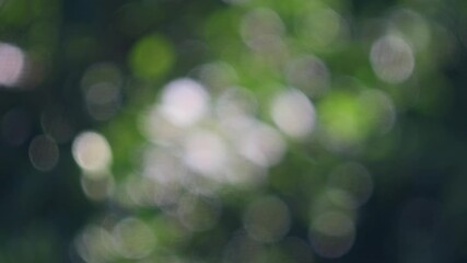 Wall Mural - Abstract, nature bokeh background, green foliage of the forest. Green nature in blurry style for creative design.