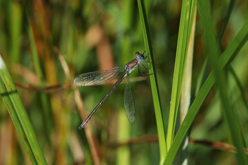 Wall Mural - A rare Scarce Emerald Damselfly, Lestes dryas, perching on a reed at the edge of a stream in the UK.