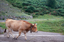 Cow Crossing The Road