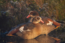 Two Egyptian Geese Standing In Shallow Water Warming Up In The Morning Sun, UK