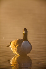 Canada Goose Standing In Shallow Water In The Early Morning Light In London, UK