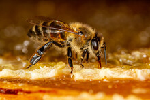 Honey Bee In A Hive On A Frame With Honeycomb And Honey.