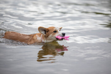 Wall Mural - dog playing in the water