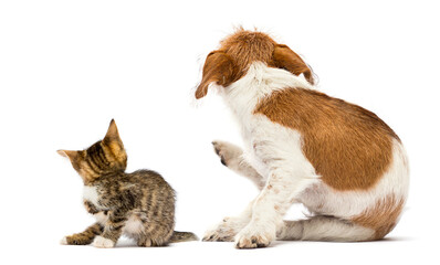 Poster - dog and cat scratching paw from allergies and fleas on a white backgroun