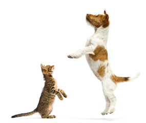 Wall Mural - dog and cat standing on its hind legs on a white background