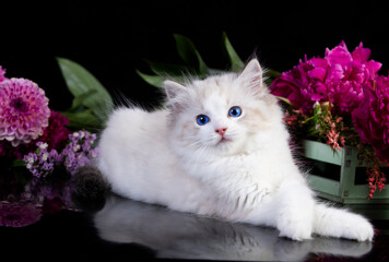 Fototapete - Kittens breed ragdoll and pink flowers