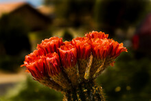 Orange Cactus Flowers

